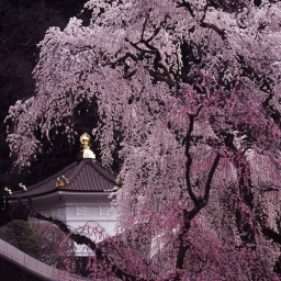 Sakura 2