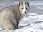 tuff wolfs united