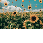 My Pretty Aesthetics