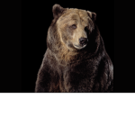 BEARS CHAT