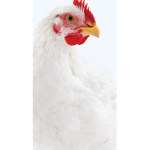 The Chicken Cult...