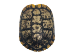 Turtle Shell Enthusiasts