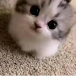 !Catties!
