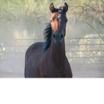 The Horse Stable