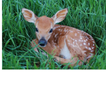 My _little _lovely_ deer
