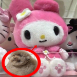 ୨୧chi
