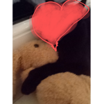 Mein Katze!