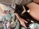 Cute tuxedo kitty
