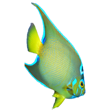 fish 17 Roblox decal