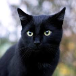 LaTeamCats