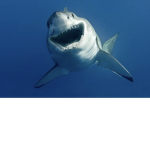 Smile shark