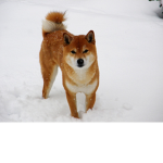 shib clothing