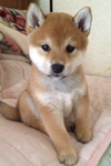 Epic doge !