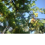 OMG I LOVE TREES
