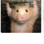 Hamster obsession group