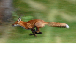Fox Speedrun