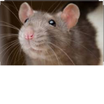 Ratty chill