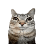 we make games we think play them pleasee ok thanks