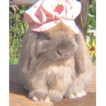 shay’s bunnies