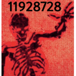 antiaris