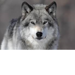 Wolf Life