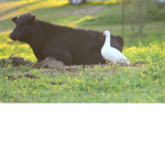 Ducks'N Cows