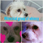 whimsical group of whimsy