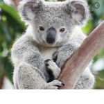 Koala!!!