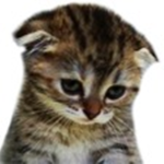 Cute cats :3 Group
