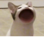 The Popcats group