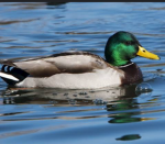 quacker nation