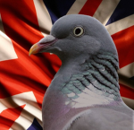 pigeon kingdom united
