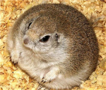 Hamsters :3