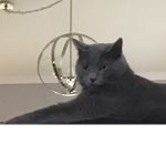 a picture of my cute cat