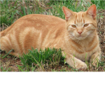 JAYPAW09S group