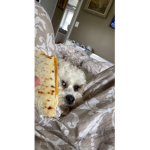 Vivi’s place