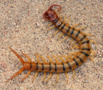 CENTIPEDES!!!