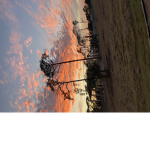 Treeeeeeeeee