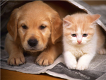 Cats And Dogs Rock