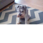 Gusthegr8's dog