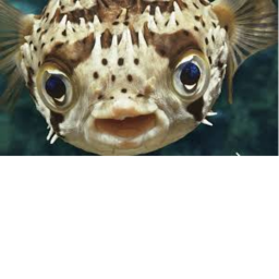 Praise fish.