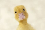 The duck enjoyers.