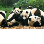 A group of pandas
