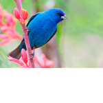 birds are united!