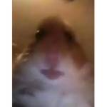 Burgerpimmesauf1