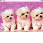 Puppy’s and kitty’s