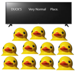 Ducks friendly place