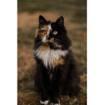 scrap’clan { warrior-cats roleplay }