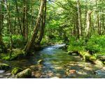 funny trees