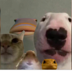 idk what to put dont join doe
